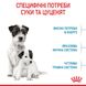 Royal Canin Mini Starter сухий кормдля собак дрібних порід в період вагітності і лактації 1 кг 2990010 фото 3